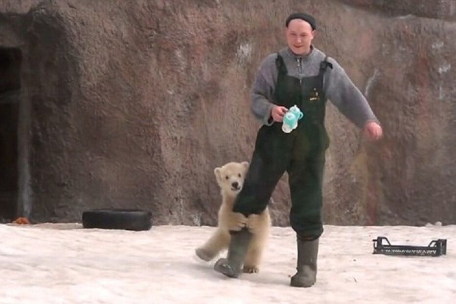 urso polar, animal, jardim zoológico, Rússia, insólito