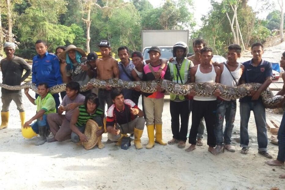 pitão, cobra, guiness