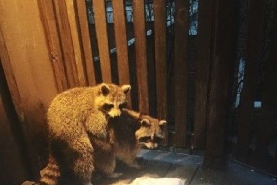 Sexo, relações sexuais, guaxinins, animais, Ava Kwinter, Toronto, Canadá, pragas