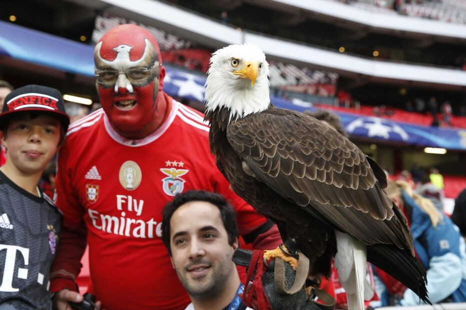 Benfica, Bayern Munique, Liga dos Campeões, adeptos