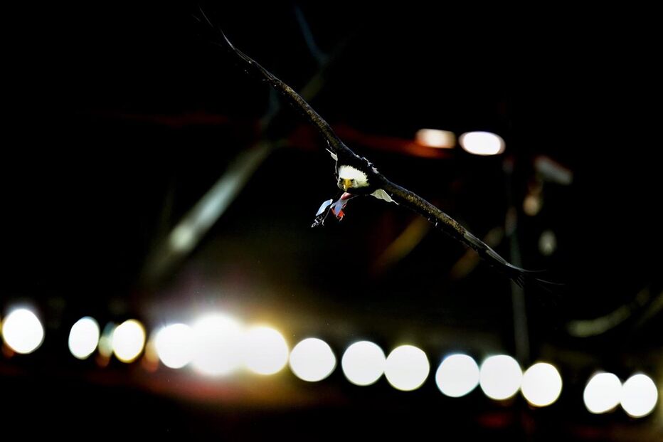 Benfica, Bayern Munique, Liga dos Campeões