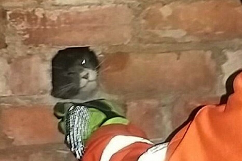 gato, preso, chaminé, Roger Gardner, Evesham, Reino Unido, insólito