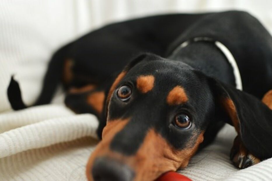 animais, maus-tratos, GNR, abandono, violação