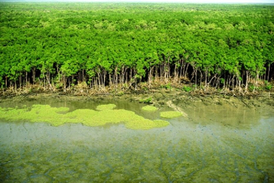 Amazónia, Quercus, Bela Vista, ambiente,Rock in Rio, árvores