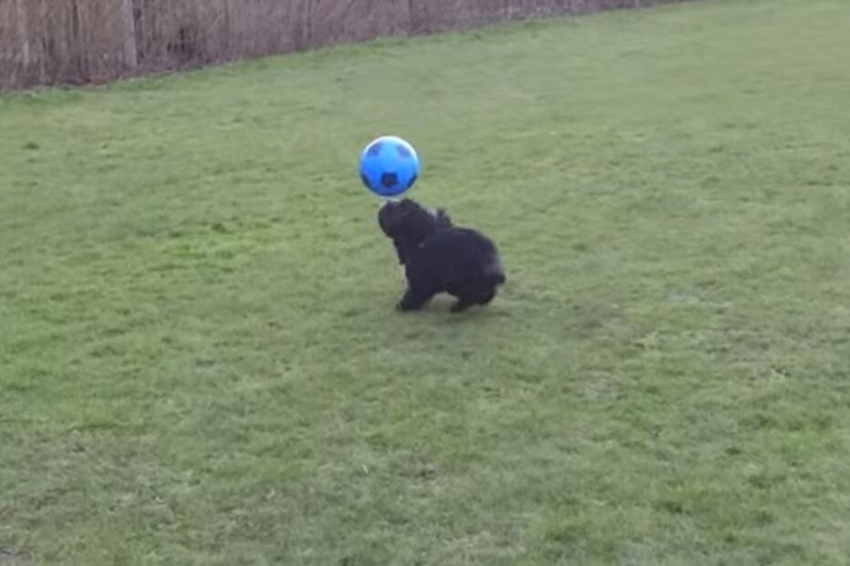 Ronaldog, Cão, Animal, Vídeo, Cristiano Ronaldo, Messi, Futebol