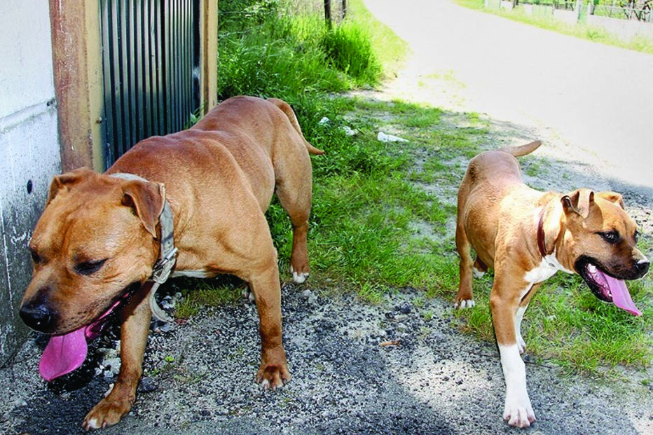 Devolver animal perdido dá prémio a quem o encontrou 