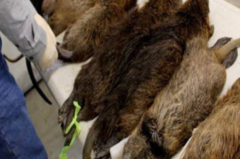 16-04-2016_20_11_13 Imagem ratos.jpg