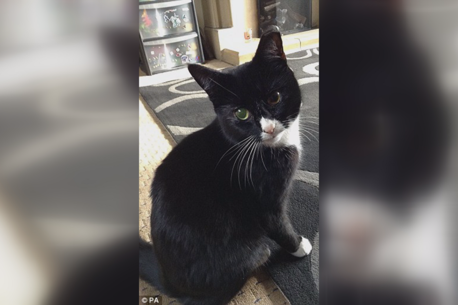 gato, baleado, Essex, Reino Unido, insólito