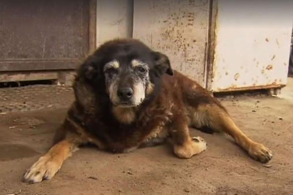 18-04-2016_17_00_33 maggie-the-kelpie.jpg
