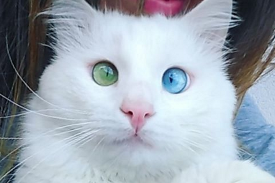 Alos, gato, internet