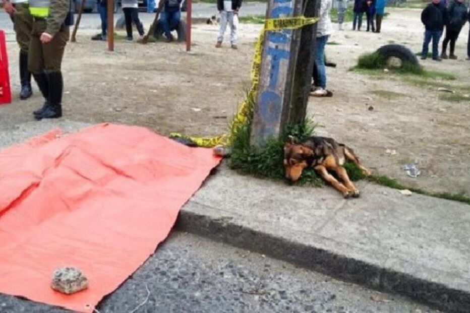 Cão, animal, atropelamento, Leonardo Valdes, Conceição, Chile, Doki