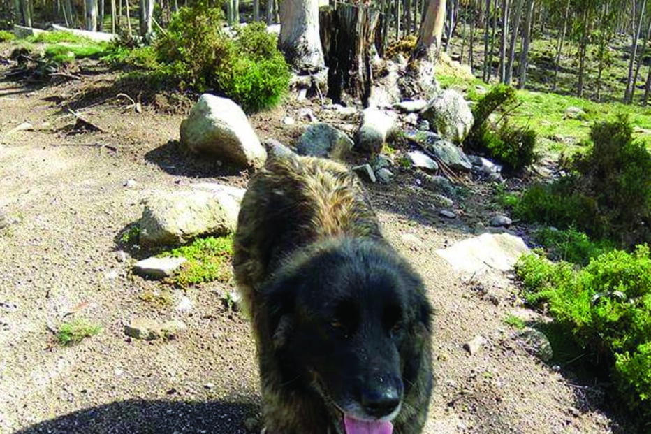 Laydi, INEM, dono, animal. cadela, Sónia Miranda, Braga, Alberto Ribeiro, hipoglicémia