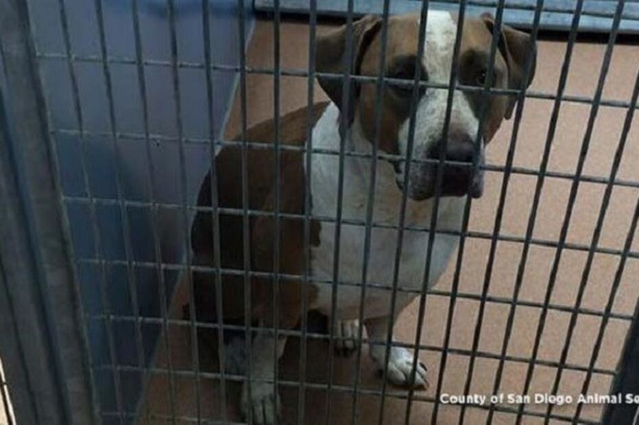 Cães, animais, recém-nascido, Staffordshire Terrier, San Diego, EUA, Estados Unidos