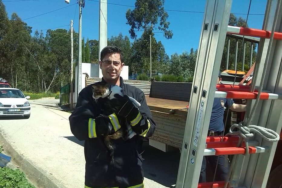 Gatos, animais, salvamento, resgate, Bombeiros Voluntários de Coimbra, Coimbra, Arzila