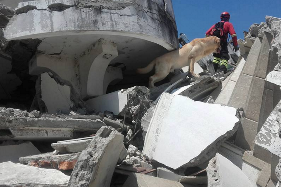 cão, bombeiros, equador