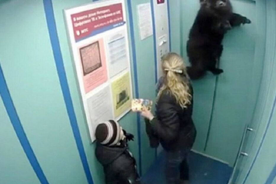 Cães, animais, São Petersburgo, Rússia