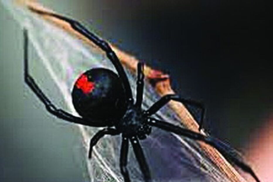 aranha-vermelha, australiano, hospital