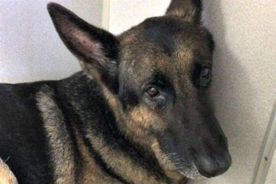 investigadora, Polícia, Margo Feaser, Polícia de Seminole, incêndio, Longwood, Florida, Estados Unidos da América