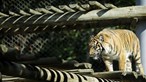 Dois tigres escapam de centro de acolhimento na Holanda