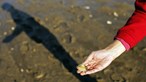 Apanha da amêijoa-japonesa está proibida mas atrai centenas de mariscadores no estuário do Tejo