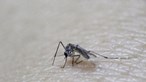 Investigadora portuguesa cria pulseira que "engana" mosquitos e previne picadas