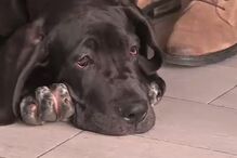 Animais, Cães, Scooby Doo, Hora de Estimação