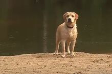 Dogwalking, Petsitting, Animais, Hora de Estimação