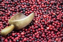 30-05-2016_12_21_48 cranberries.jpg