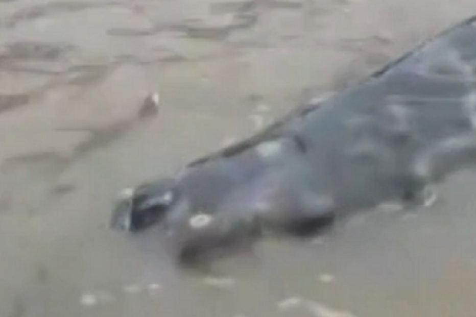 pesca, China, criatura, insólito