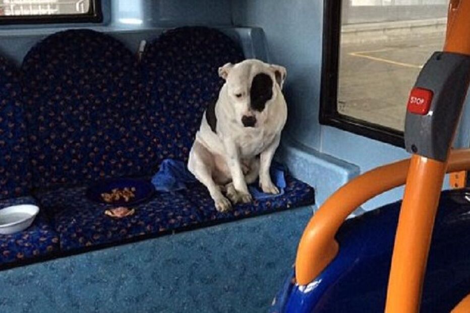 cão, animal, abandono, autocarro, Londres, Reino Unido, insólito