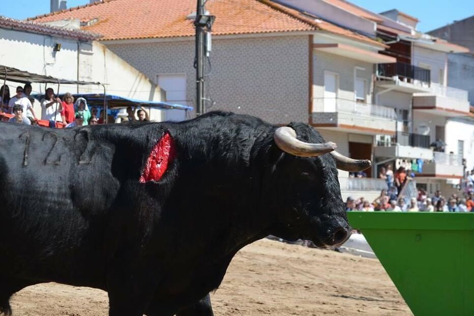 Touros, largadas de touros, Samora Correia, Benavente