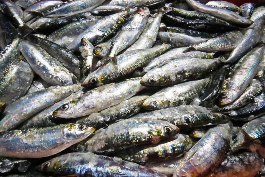 Sardinha, pesca, Matosinhos, economia, negócios e finanças, agricultura, pescas