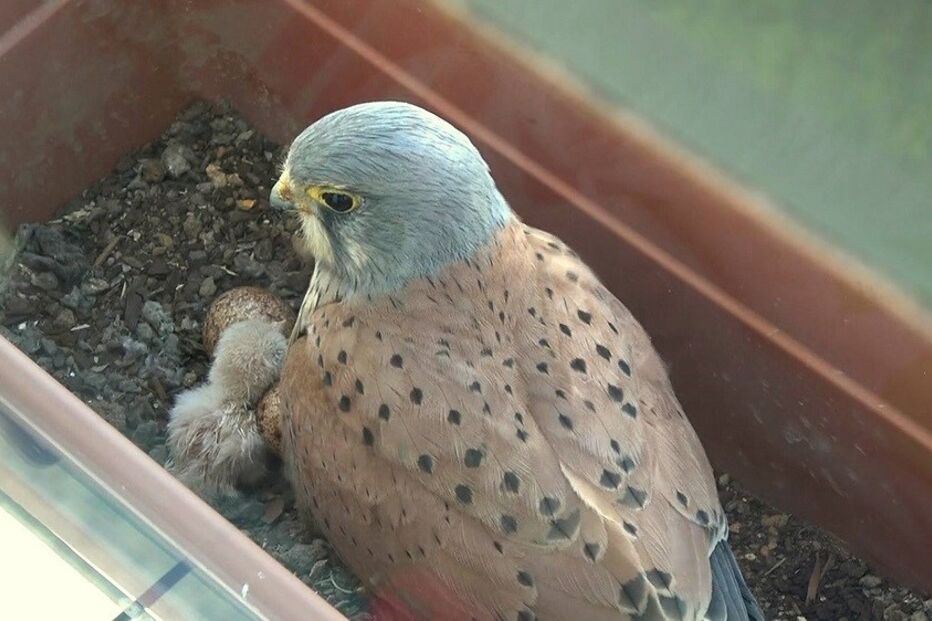 falcões, amadora, nascimento, crias, Zuzu, Margarida, Pedro Cotter