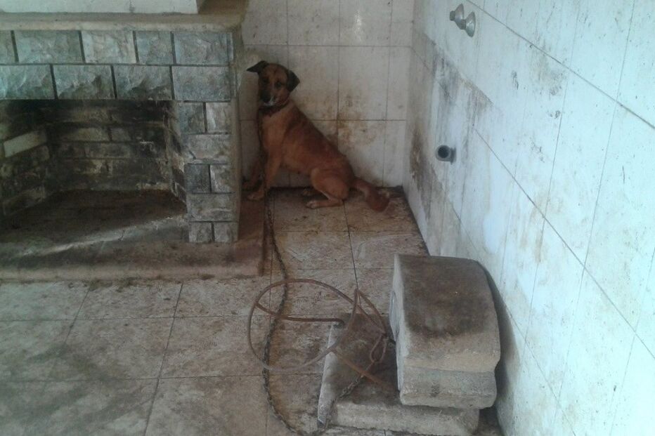 Santarém, Refúgio Animal Angels, questões sociais, crime, lei e justiça, interesse humano, animais, justiça e direitos, maus-tratos a animais, viola, sexo com animais, zoofilia