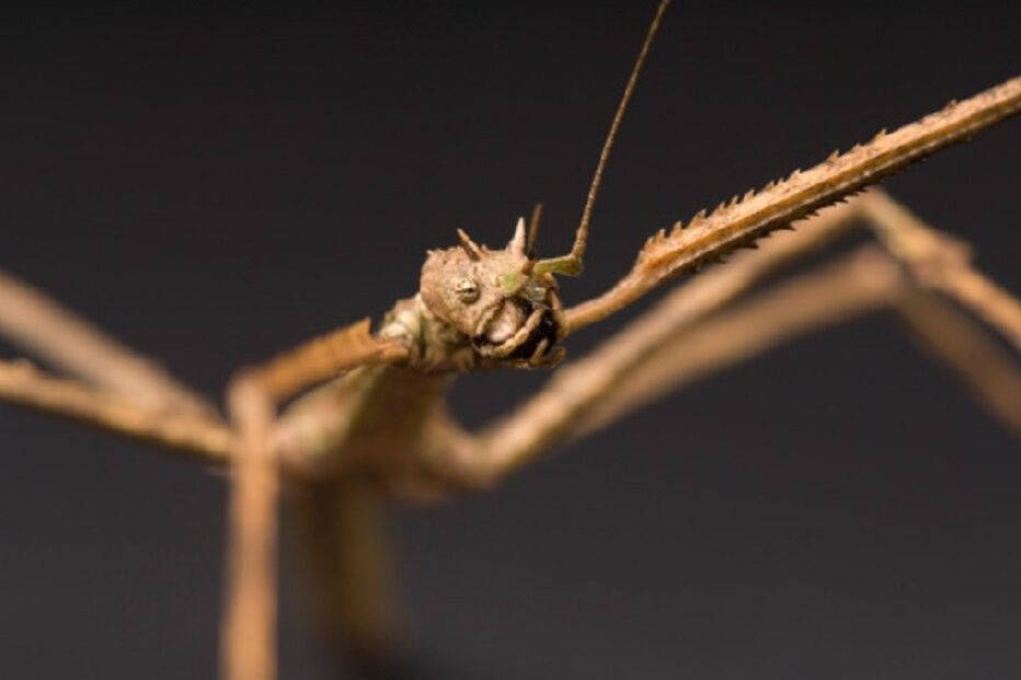 05-05-2016_18_01_48 stick.jpg