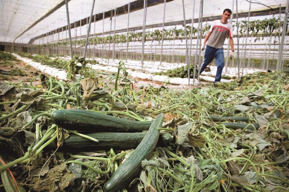 excesso na produção agrícola preocupa 