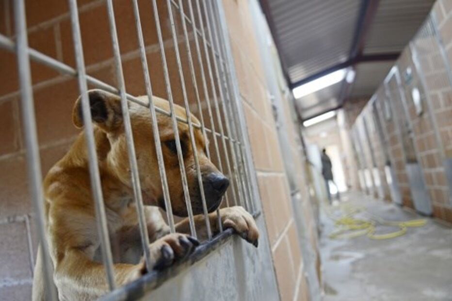 agressões, animais, cadela, sachola, Tabosa do Carregal, Sernancelhe