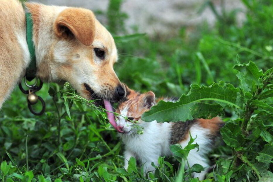 parlamento, partidos, animais, estatuto jurídico
