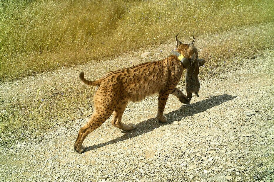 12-05-2016_20_11_12 de lagunilla 2016-1.JPG