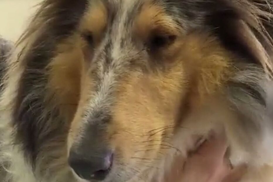 Hora de Estimação, Animais, Ninhadas, Cães, Gravidez