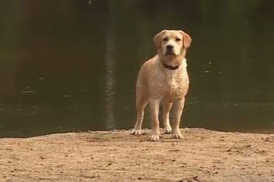 Dogwalking, Petsitting, Animais, Hora de Estimação