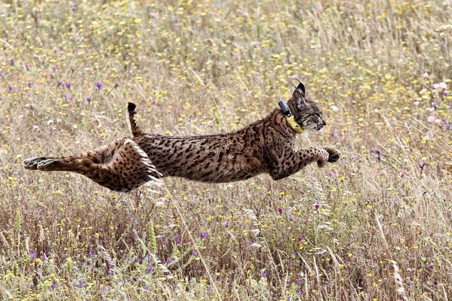 João Matos Fernandes, Vale do Guadiana, Mértola, natureza, lince-ibérico