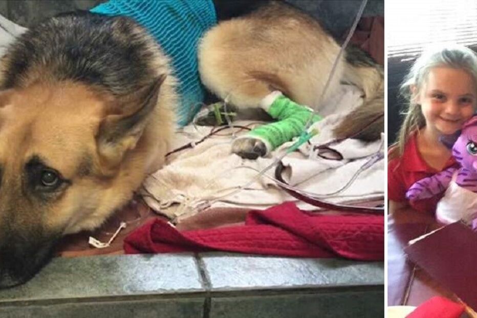 cão, animal, salvamento, cobra, veneno, criança