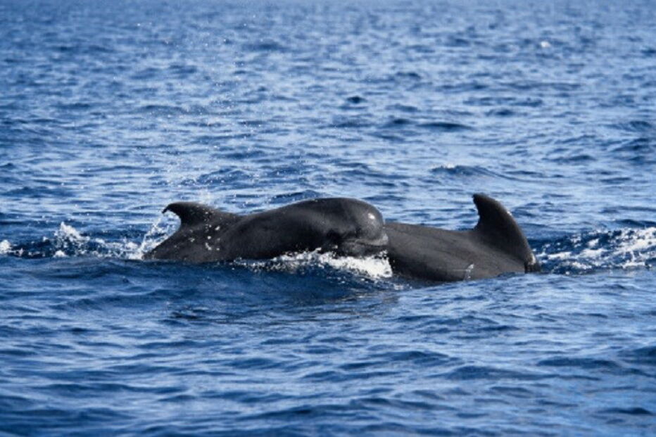 ambiente, baleias. méxico