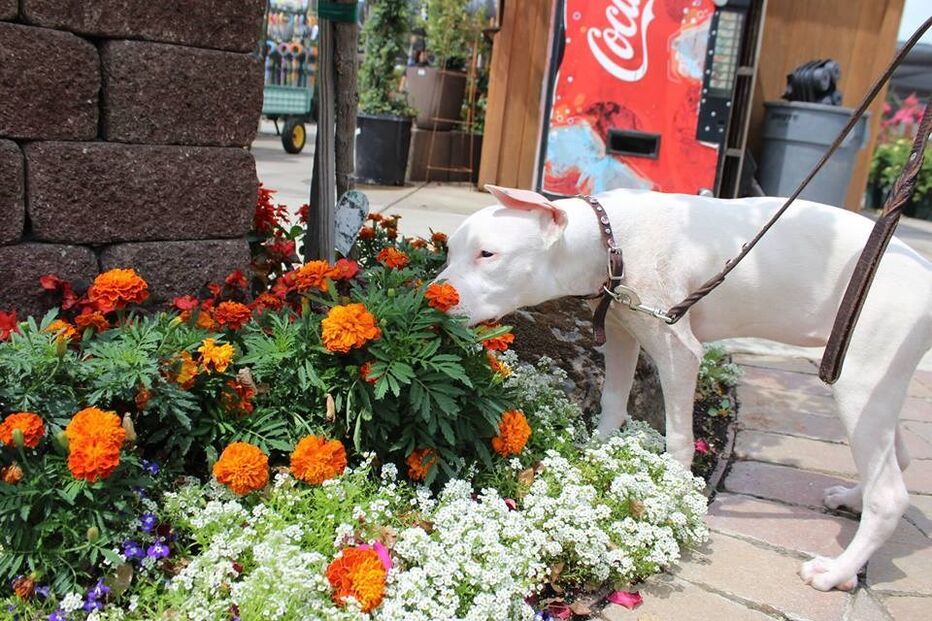 Cadela, animais, linguagem gestual, Cha Cha, adoção, adoção animais, centro de reabilitação