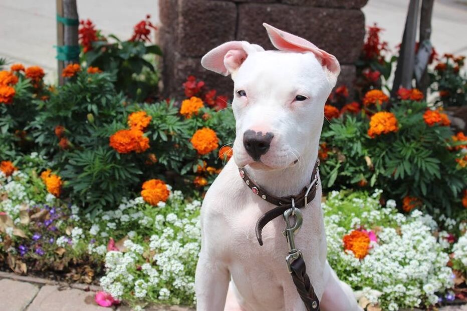 Cadela, animais, linguagem gestual, Cha Cha, adoção, adoção animais, centro de reabilitação