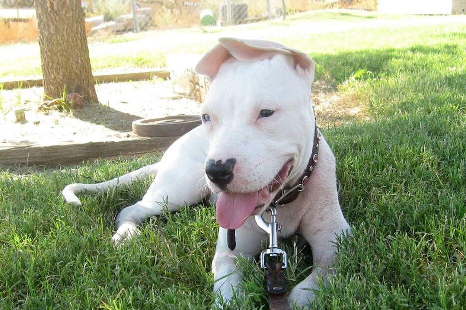 Cadela, animais, linguagem gestual, Cha Cha, adoção, adoção animais, centro de reabilitação