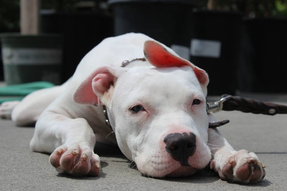 Cadela, animais, linguagem gestual, Cha Cha, adoção, adoção animais, centro de reabilitação