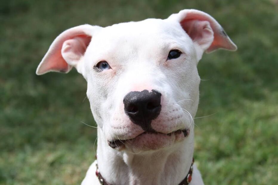 Cadela, animais, linguagem gestual, Cha Cha, adoção, adoção animais, centro de reabilitação