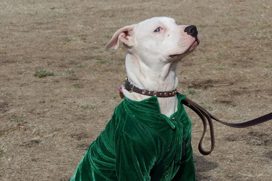 Cadela, animais, linguagem gestual, Cha Cha, adoção, adoção animais, centro de reabilitação